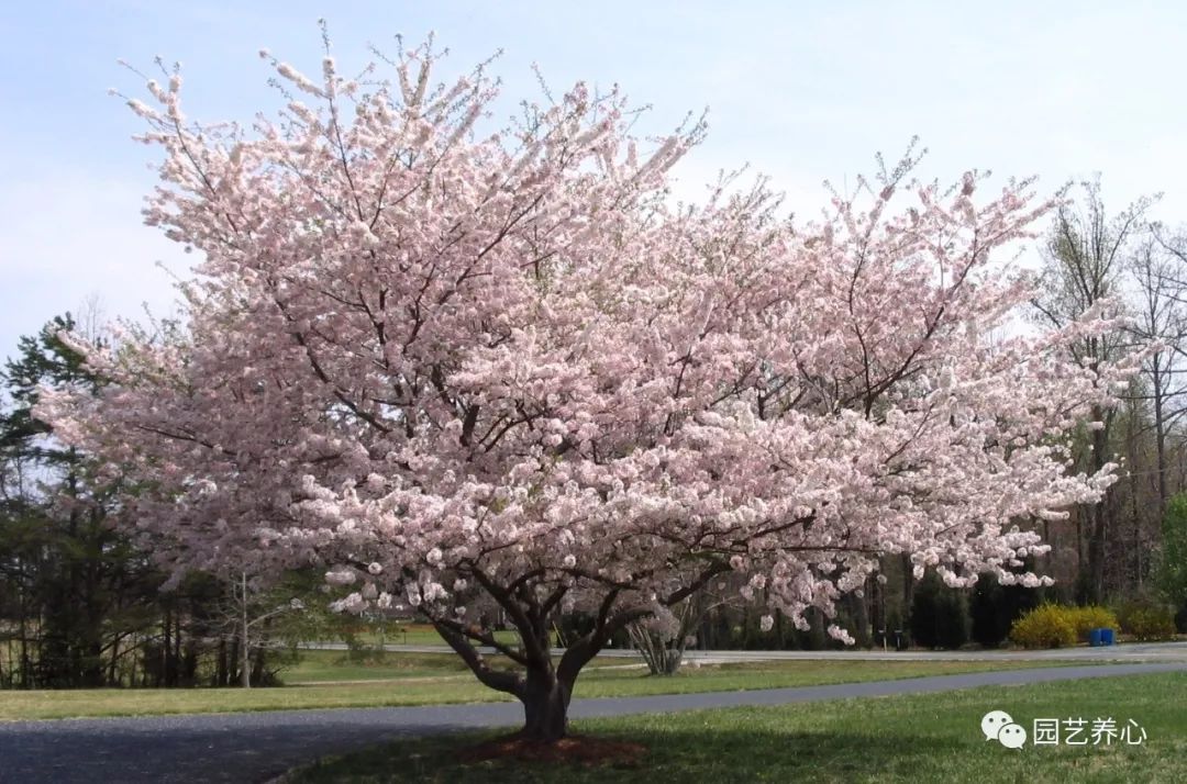 園藝療法| 櫻花與日本人的物哀文化心理 家居 第4張
