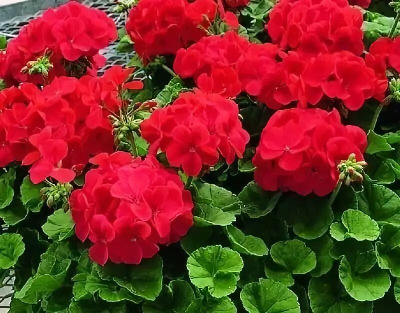 园艺疗法|治愈系---天竺葵