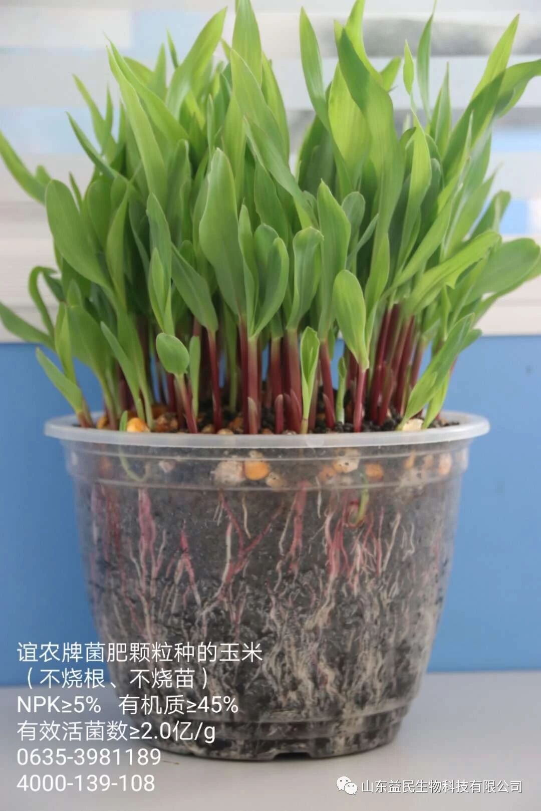 九大伤根行为 赶紧自查 根系受损都是这样来的 山东高唐益农肥料有限责任公司