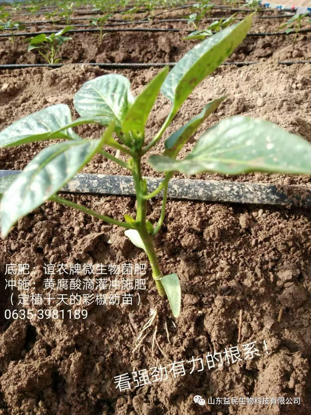 什么是土壤有机质 90 的人都不知道 山东高唐益农肥料有限责任公司