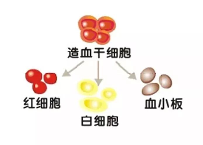 高压臭氧治疗什么高剂量高压臭氧自血疗法（HOT）“净化血液提高免疫”_https://www.jmylbn.com_新闻资讯_第6张