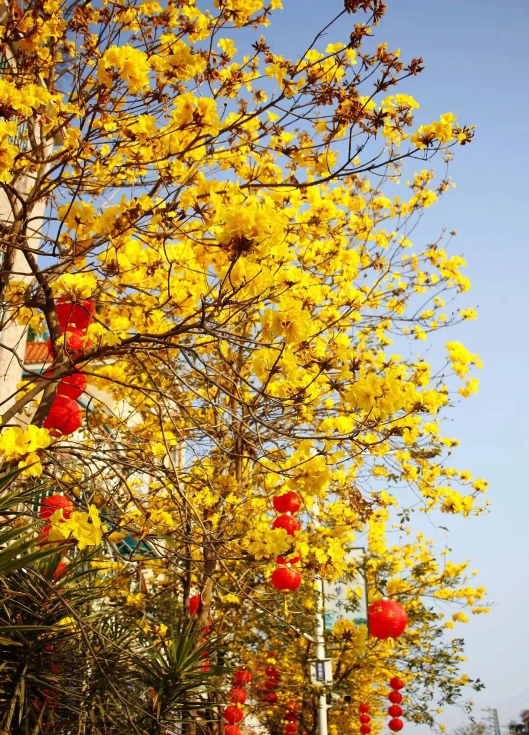 赏花攻略地址:顺德区勒流街道江义大道