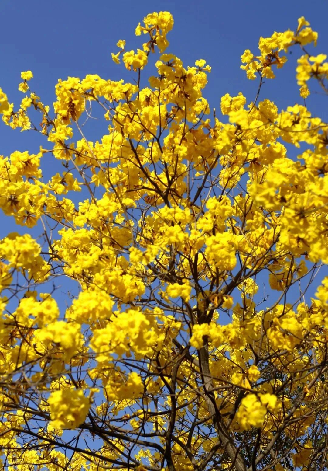 顺德区委宣传部(区文化广电旅游体育局)