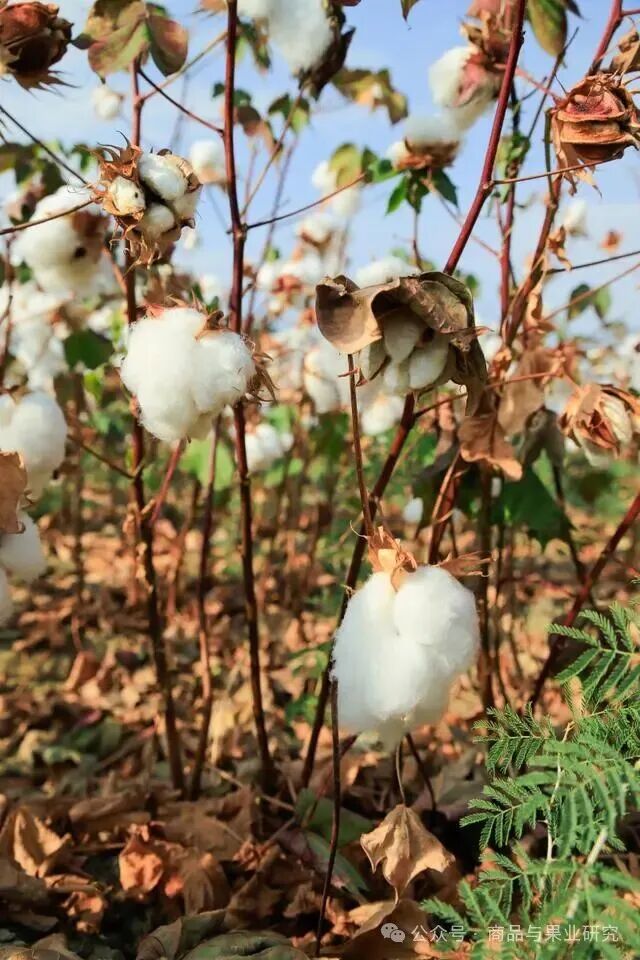 棉花：四五月可能是变局节点