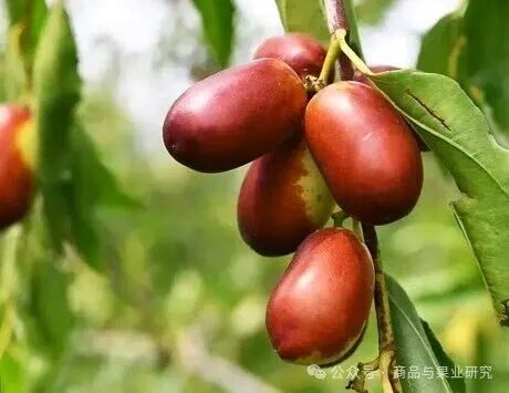 苹果期货与红枣期货相比，有哪些驱动因素不同