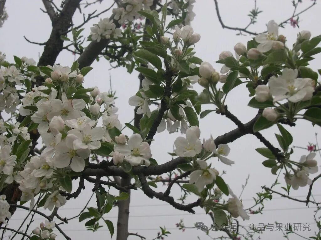 今年苹果期货的多空博弈才刚刚开始