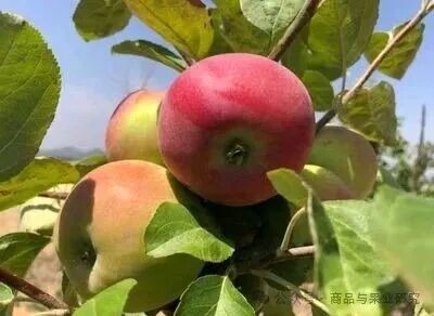 苹果期货与红枣期货相比，有哪些驱动因素不同