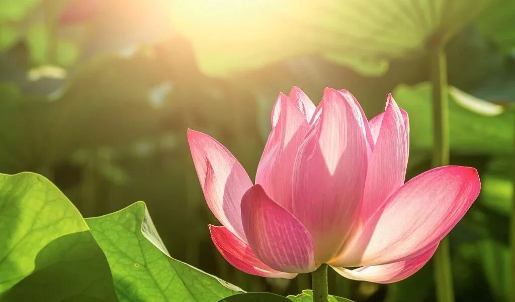 學會自己哄自己開心周圍的人,也就都心平氣和了.