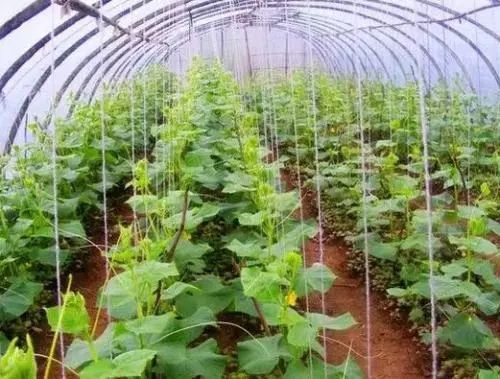 黄瓜种植，如何通过高温闷棚来防治霜霉病？容