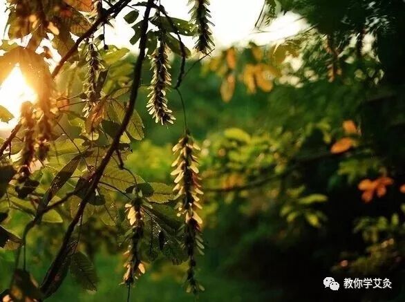 末伏“躲老虎”，除病根的最后冲刺，艾灸万万不可断！ - 第2张