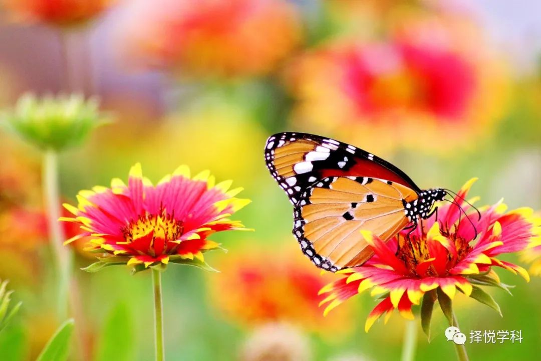 保额和保费的区别 项目融通系统性风险保险的基本保额是什么