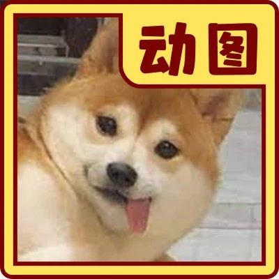 他好像真的娶到自己心爱的人了｜10大动图