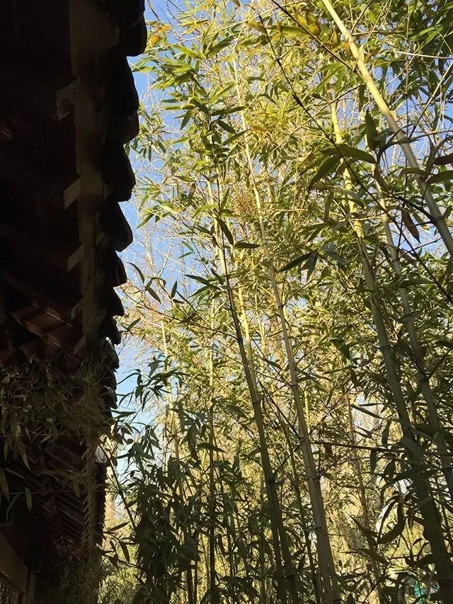 《和定国湖上》其二 宋·刘跂 雨过松篁多样翠,风回苹藻一般香.