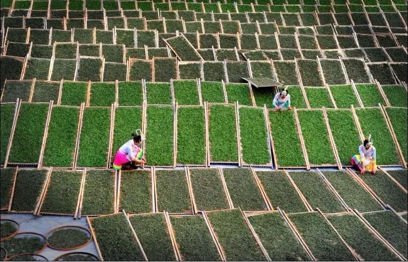 晒青毛茶产地有云南省景谷,玉溪,文山,楚雄,江河等