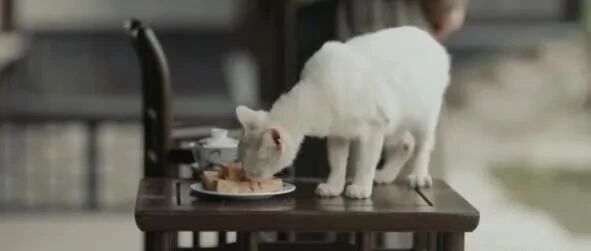 《当家主母》虐猫事件水落石出！小猫已顺利回家，状态也非常好