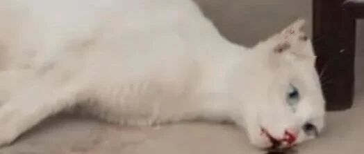 《当家主母》剧组虐猫事件最新进展！群演表示小猫是被电击致死的