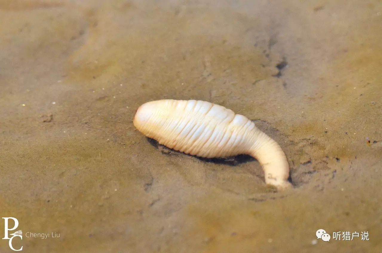 长相迷幻的海棒槌(paracaudina chilensis,在分类上,它们与海参的