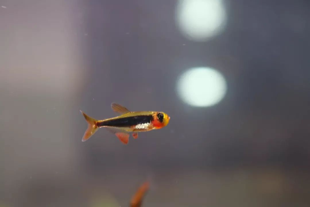 迷你灯鱼雌雄分辨_迷你灯鱼产卵_迷你灯鱼怀孕特征