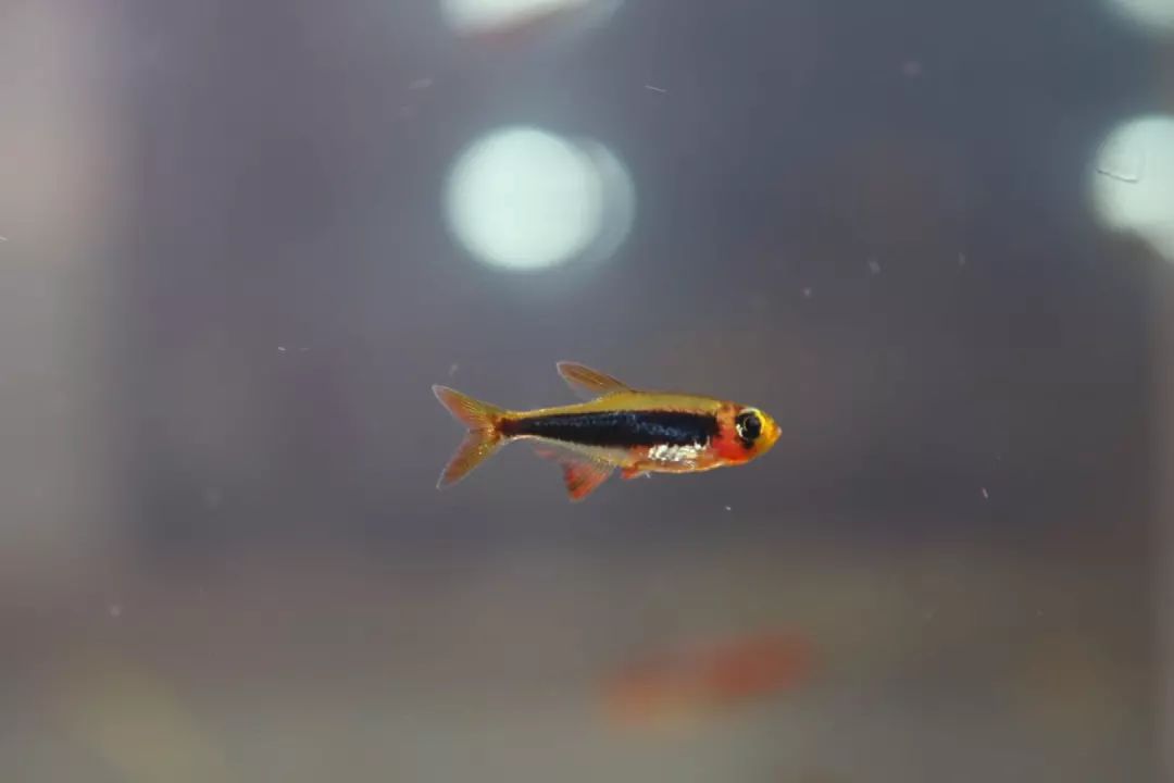 迷你灯鱼雌雄分辨_迷你灯鱼怀孕特征_迷你灯鱼产卵