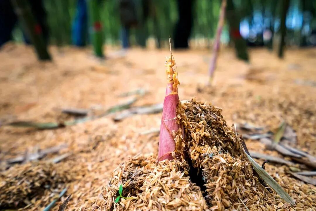 全文56句，366字，嵌68个“春”字，郑板桥一曲《春词》流传千古