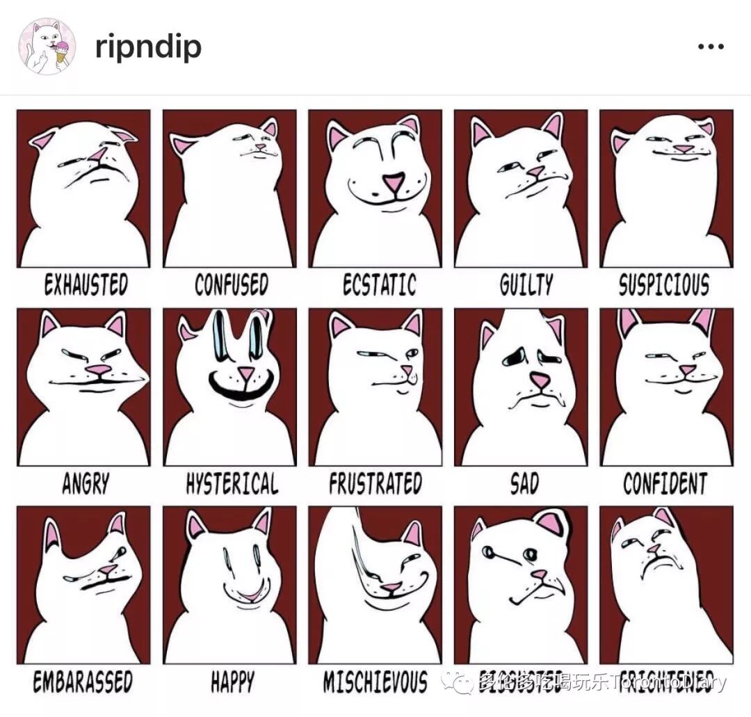 中指猫 三月空降加拿大 潮男潮女们有福了 Toronto Diary 多伦多吃喝玩乐