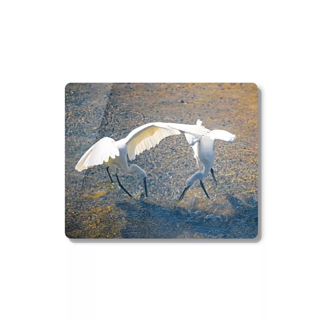 投稿 I 两只白鹭三亚河捕鱼记 摄影作品欣赏微信公众号文章