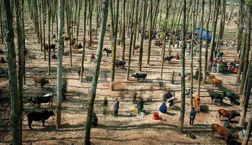 the bull market,摄影者是蔡圣相.彝族人在一个市场中交易牛和马.