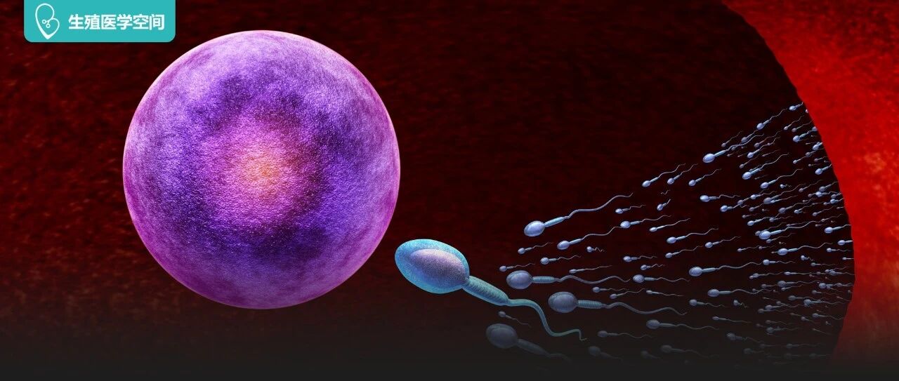 如何提高卵子质量？养卵6招秘籍，请收好！