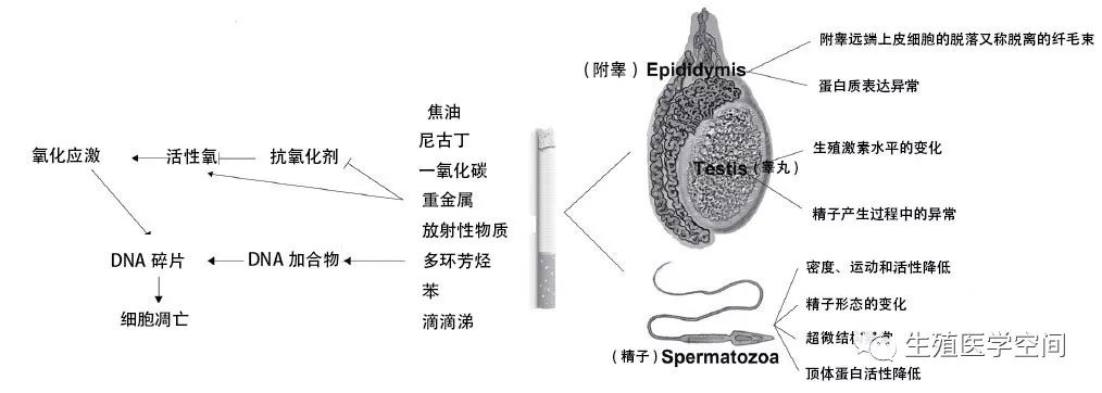 胚胎停育、卵子老化、精子畸形，高危因素都是ta！ 親子 第4張