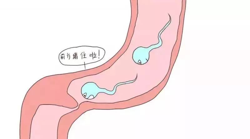 只有做過人流輸卵管才會堵？快來重新認識一下「輸卵管」 親子 第6張