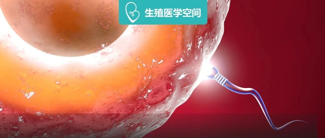 两个卵巢分工排卵？怎么找到最佳受孕时机？