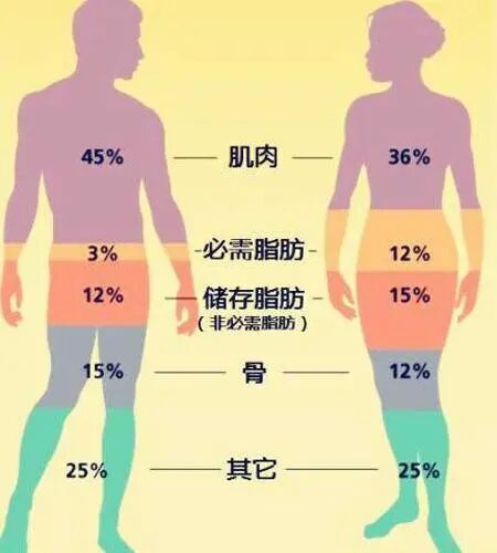 体检人体成分分析是什么@所有人 ｜ 不要轻易放弃这个体检项目_https://www.jmylbn.com_新闻资讯_第4张