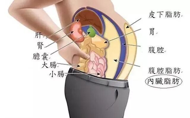 体检人体成分分析是什么@所有人 ｜ 不要轻易放弃这个体检项目_https://www.jmylbn.com_新闻资讯_第6张