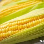 常吃玉米有什么好处？医生提醒：玉米再好，这4类人也要少吃，有助健康