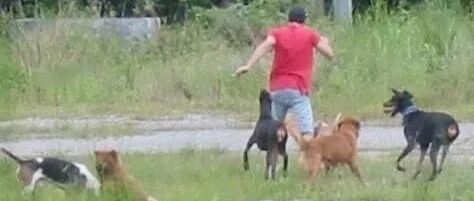 做环评的都被狗追过！