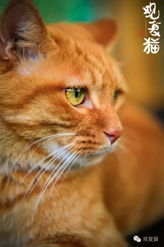 观复猫是什么_观复猫 | 观复博物馆_观复猫图片
