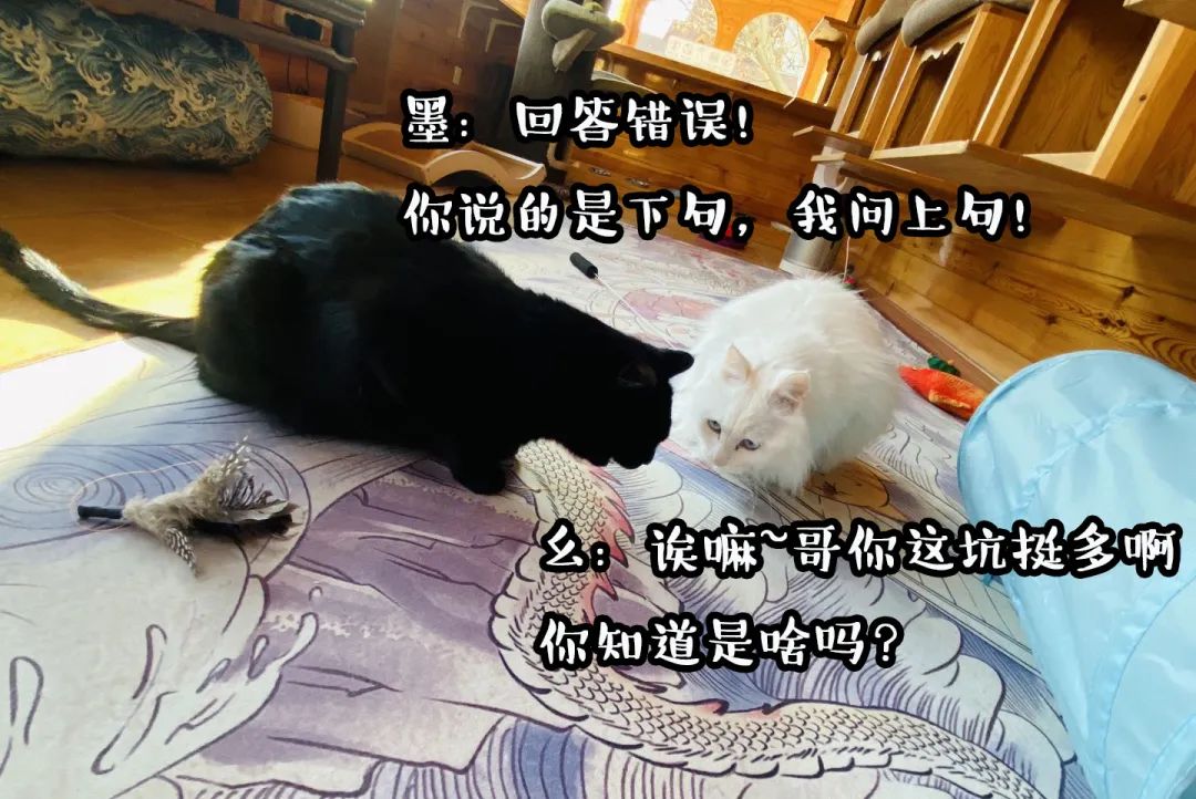 观复博物馆猫_观复博物馆的猫_观复猫系列内容介绍