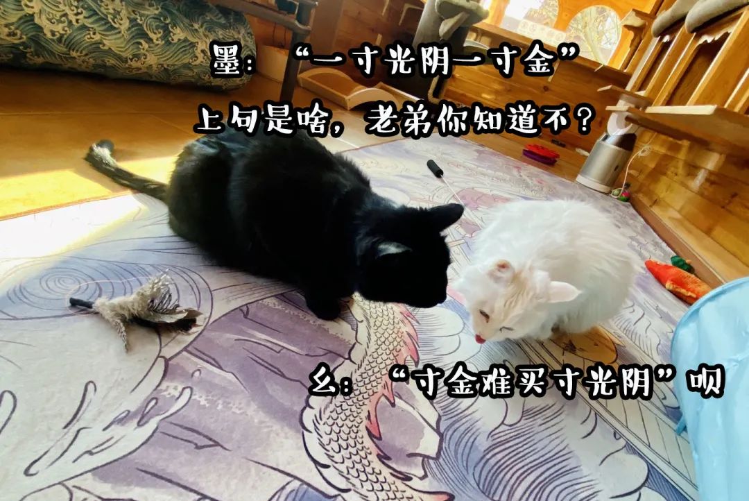 观复猫系列内容介绍_观复博物馆的猫_观复博物馆猫