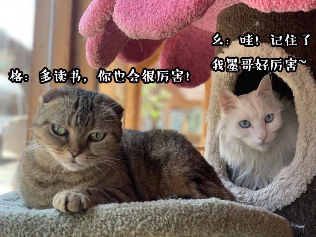 观复猫系列内容介绍_观复博物馆的猫_观复博物馆猫