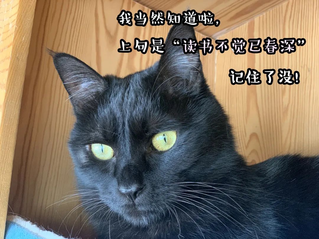 观复博物馆的猫_观复博物馆猫_观复猫系列内容介绍