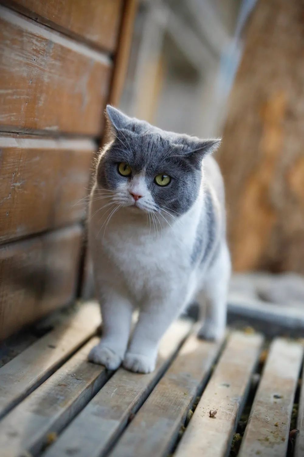 观复博物馆的猫_观复猫系列内容介绍_观复博物馆猫