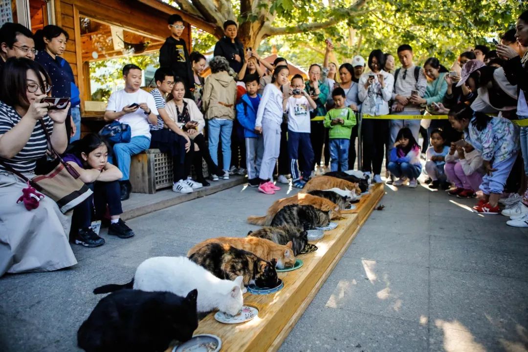 观复博物馆的猫_观复猫暑期说_观复猫 博物馆的猫馆长