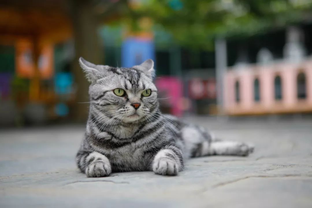 观复猫暑期说_观复猫 博物馆的猫馆长_观复博物馆的猫