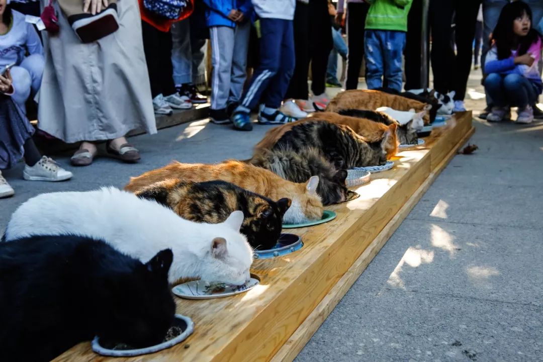 观复猫 博物馆的猫馆长_观复猫暑期说_观复博物馆的猫