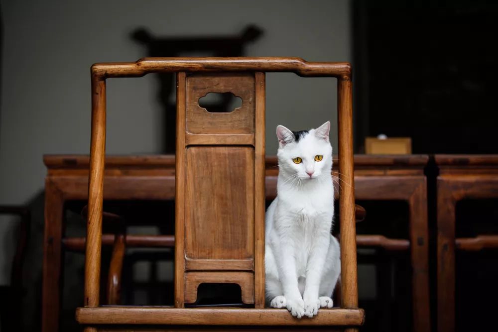 观复猫暑期说_观复猫 博物馆的猫馆长_观复博物馆的猫