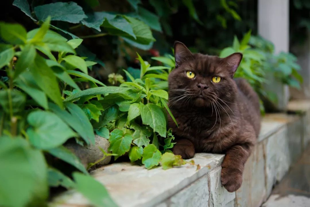 观复猫暑期说_观复博物馆的猫_观复猫 博物馆的猫馆长