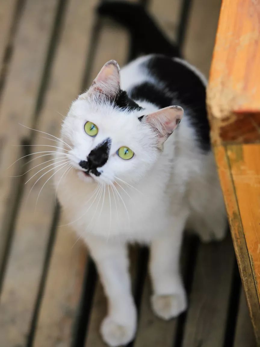 观复猫 博物馆的猫馆长_观复猫暑期说_观复博物馆的猫