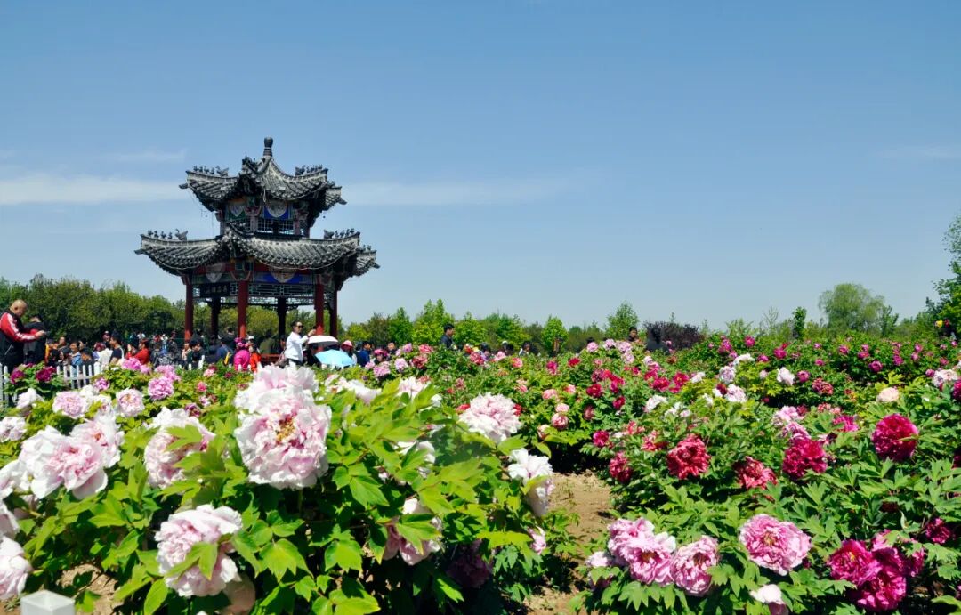 菏泽的大田牡丹还可以去牡丹大田赏花除了牡丹园百花园等10多个观赏园