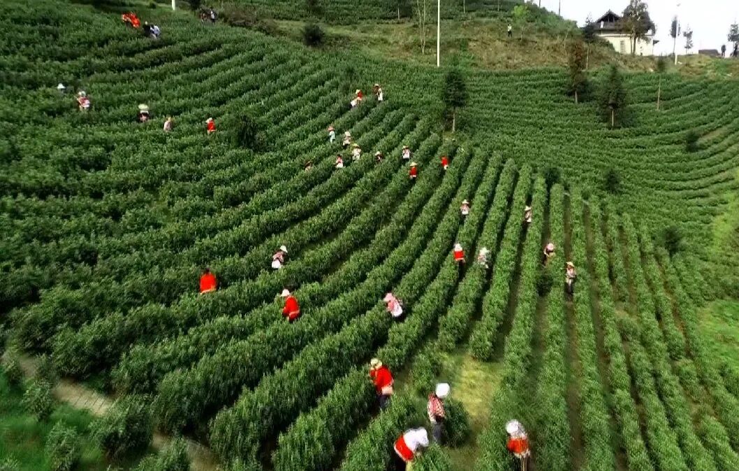 ���壺��ɫ���������ɫ��չ�»���