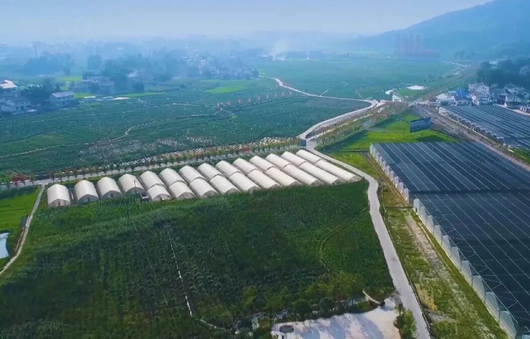 ���壺��ɫ���������ɫ��չ�»���